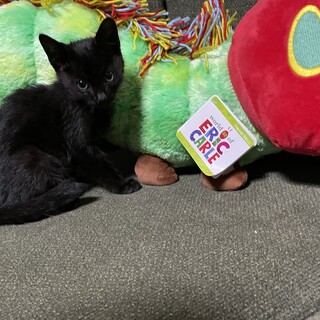 かわいい黒猫さん（女の子）の里親様を募集します。