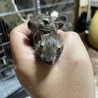 デグーの里親募集します！ サムネイル2