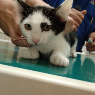 元気でやんちゃ★ジョー（錠一郎）★黒白ボーイ