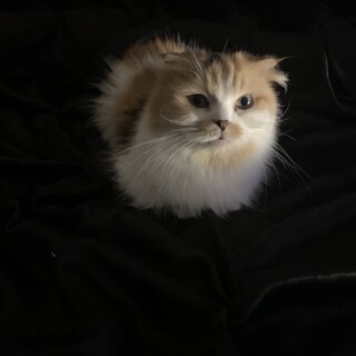 里親探してます！