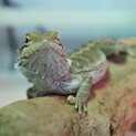 フトアゴヒゲトカゲ