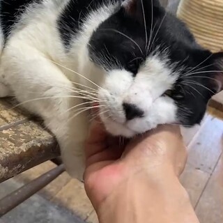 人好きなおっとりハチワレ男子！