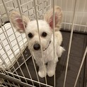 元気いっぱいのチワプー
