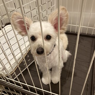 元気いっぱいのチワプー