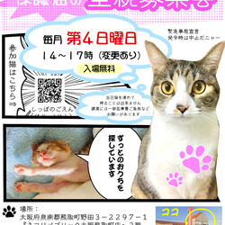 南大阪⭐️ 保護猫の里親募集会　in 大阪熊取町