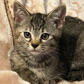 若い保護猫が産んだ４兄弟キジトラ♀