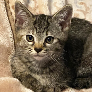 若い保護猫が産んだ４兄弟キジトラ♀