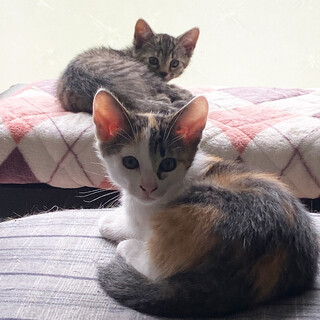 若い保護猫が産んだ４兄弟三毛♀