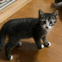 若い保護猫が産んだ４兄弟白靴下♂