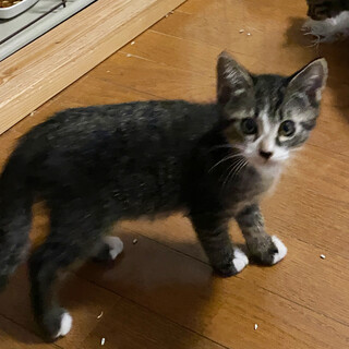 若い保護猫が産んだ４兄弟白靴下♂