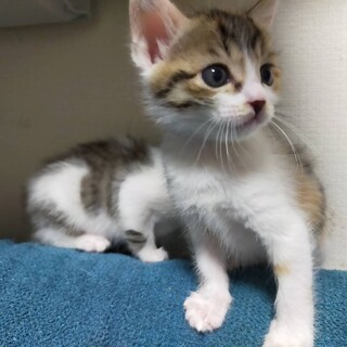 顔はキジ白な三毛ちゃん