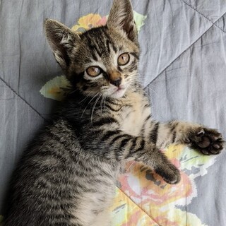 可愛い人馴れバツグンのキジトラ女の子にはちゃん