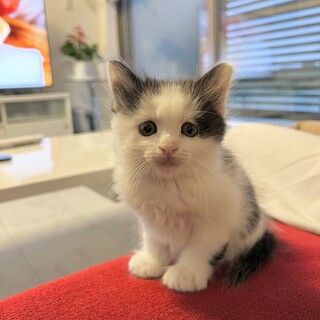 5月５日産まれチビ猫ちゃんの家族を探しています。