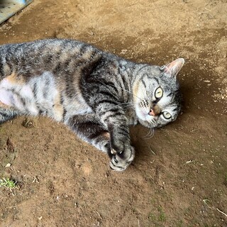 無事に新しい家族が出来ました♡たまちゃん