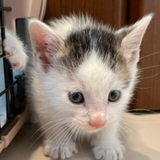 和風でかわいいしお君