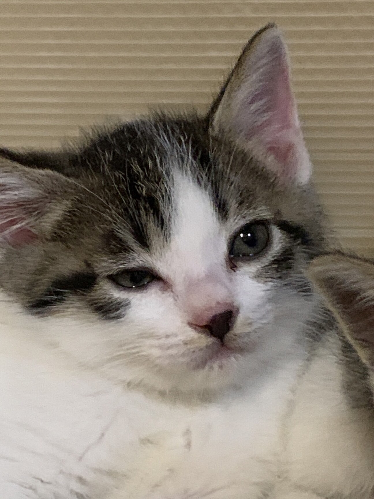 可愛いキジ白子猫空ちゃん 東京都 猫の里親募集 ペットのおうち 月間利用者150万人