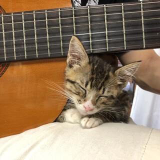 生後２ヶ月の子猫の里親募集