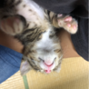 生後２ヶ月の子猫の里親募集 サムネイル2
