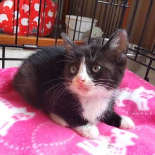 危機一髪のキレイなハチワレ女の子