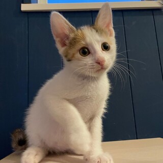 生後2ヶ月半 ミルクで育てた三鷹市生まれの三毛猫