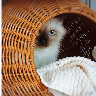 シャイボーイ パセリ君