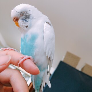 【交渉中】手乗りセキセイインコ 白ハルクイン