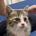 保護猫子猫ちゃん。人懐っこいです！