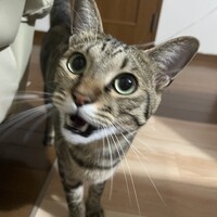 やんちゃん