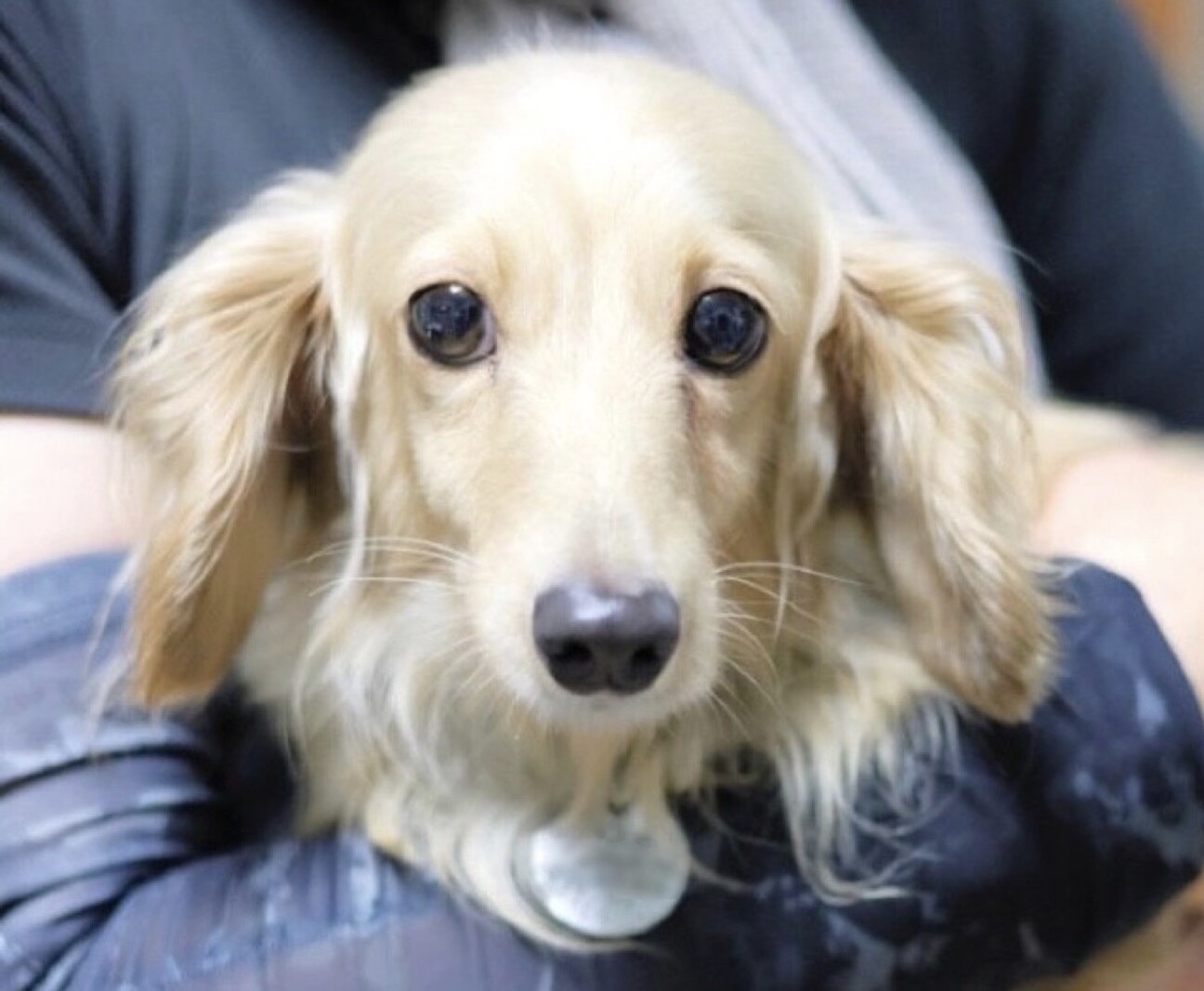 乙女な瞳で見つめてくれる」愛知県 - 犬の里親募集(417964