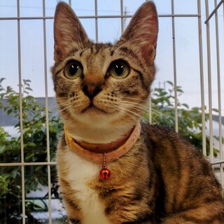 スレンダーなキジ白美少女いろはちゃん(生後8ヶ月)