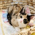 明るく元気な三毛ちゃん！【生後３ヶ月】