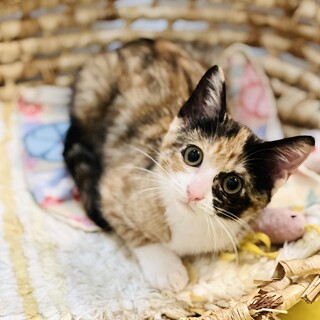 明るく元気な三毛ちゃん！【生後３ヶ月】