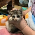片手にのる愛らしいこです♡家族になってください。