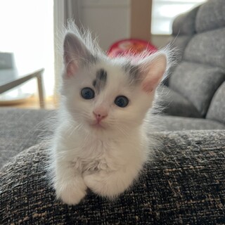 5月5日産まれのおチビの家族になって下さい。