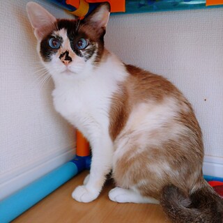 シャム三毛トリコちゃん