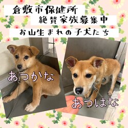 「倉敷のお山生まれの子犬達→全頭譲渡決定！」サムネイル1