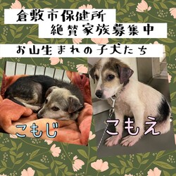 「倉敷のお山生まれの子犬達→全頭譲渡決定！」サムネイル2