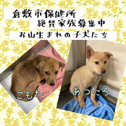 「倉敷のお山生まれの子犬達→全頭譲渡決定！」サムネイル3