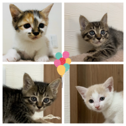 保護ねこ譲渡会 サムネイル3