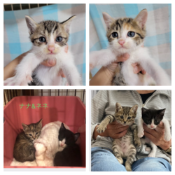 保護ねこ譲渡会 サムネイル3