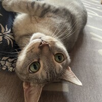 碧