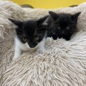 フワフワモコモコ♪可愛い兄妹の仔猫ちゃん