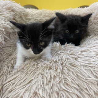 フワフワモコモコ♪可愛い兄妹の仔猫ちゃん