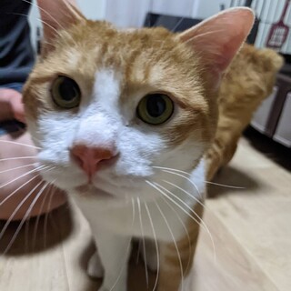 控えめな性格でも本当はもっと甘えたい！茶白のキキ。