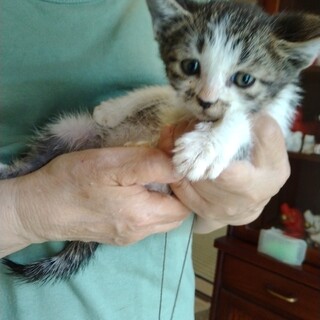 かわいい子猫姉妹の里親募集！