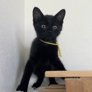 ゴロンゴロンな可愛い黒猫ちゃん