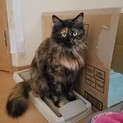【山葵（わさび）ちゃん】長毛サビっこなでなで好き
