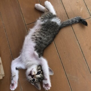 人間も大人猫も大好きな白キジ坊や1か月半