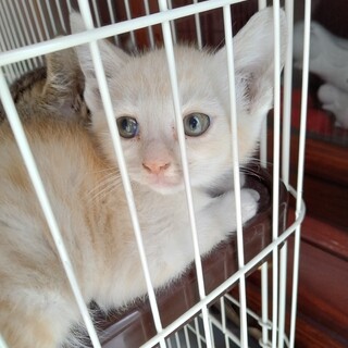 かわいいオス子猫の里親募集！