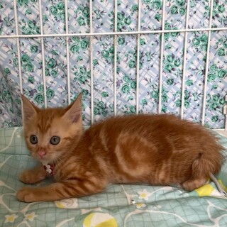 人なれしたクラシックタビー柄の女の子